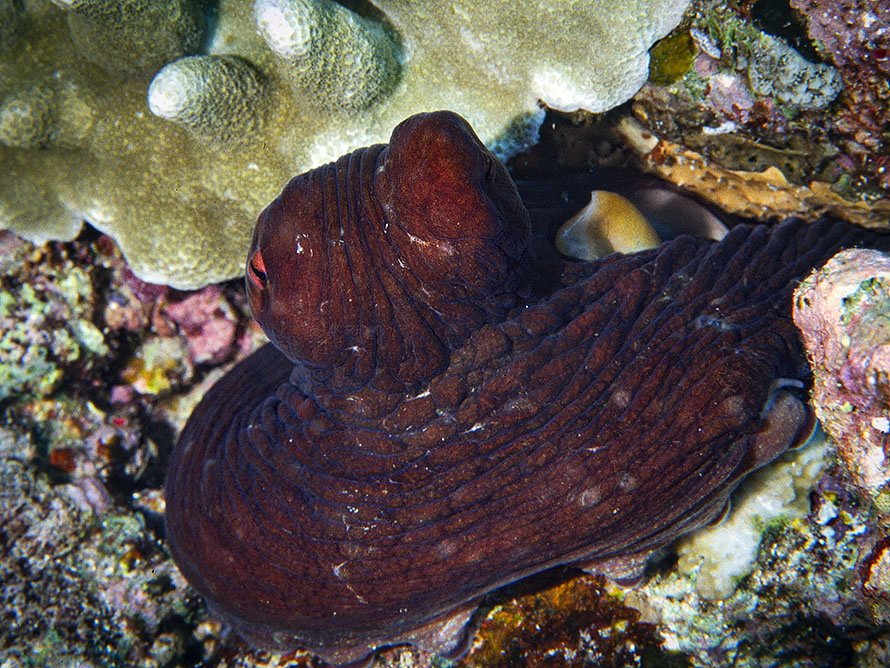 Octopus cyanea.